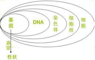 染色体、基因和DNA之间的关系